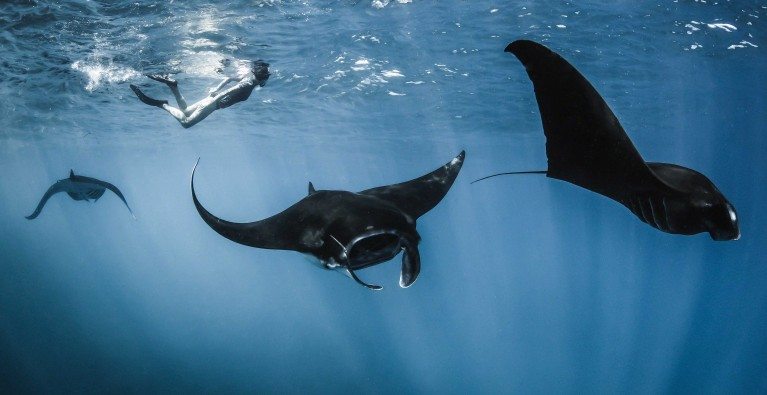 Saving Indonesia’s manta rays