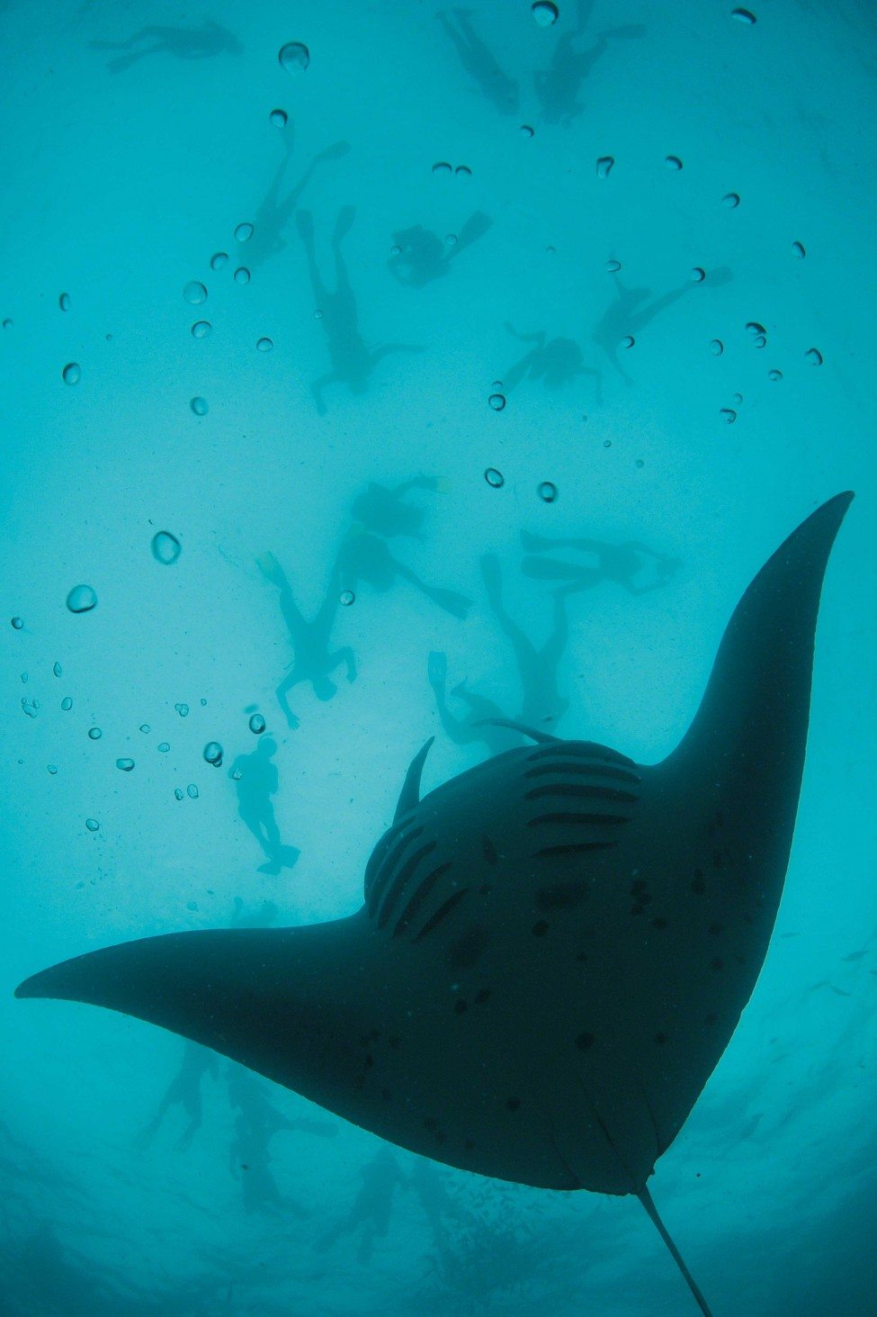A reef manta ray (Manta alfredi) swims in tight backward summersaults, looping over and over again as it feeds on a dense patch of planktonic prey, while snorkellers above watch the performance.<br />
Photo by Thomas Peschak