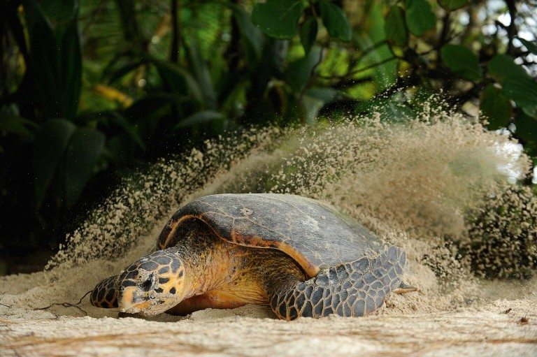 A Hawksbill turtle (Eretmochelys imbricata) prepares its nesting site on the beach crest of D’Arros Island. Photo by Thomas Peschak