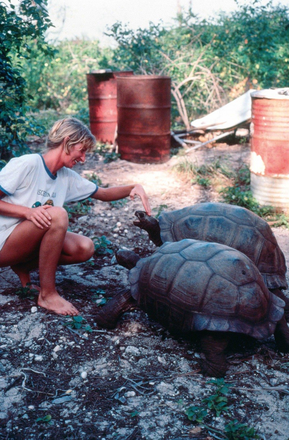 Jeanne Mortimer with giant tortoises on Aldabra Atoll in the Seychelles in 1982, soon after she arrived in the country to help assess the status of its sea turtle populations.<br />
Photo by Jeanne Mortimer