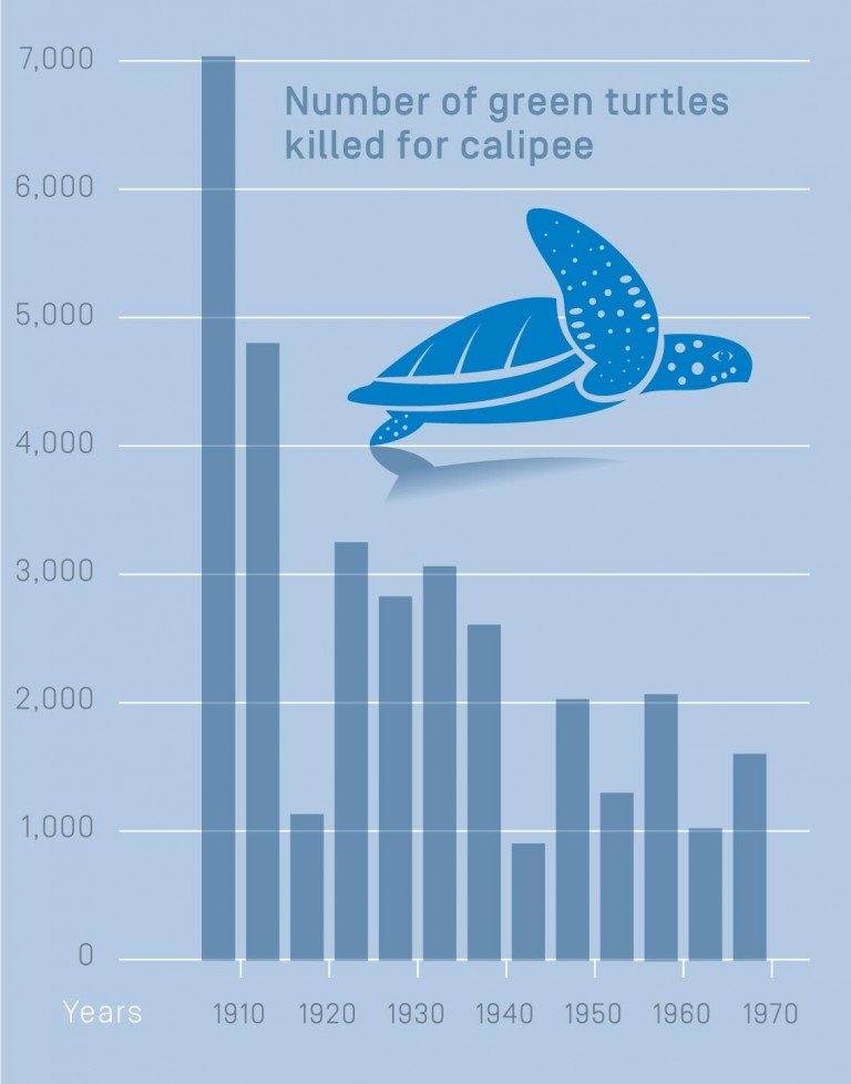 The numbers of green turtles killed for calipee between 1907 and 1968. Each bar indicates the average number killed during a five-year period, except the first and last bars which depict four- and three-year periods, respectively.