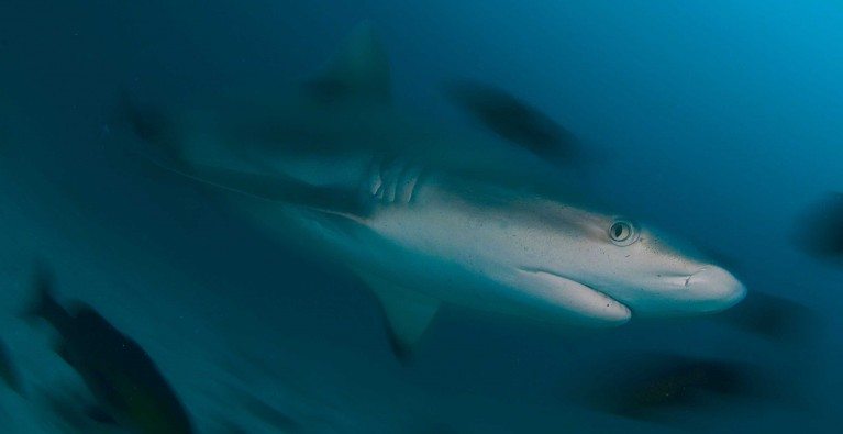 Seeking Sanctuary: Sharks in the Seychelles