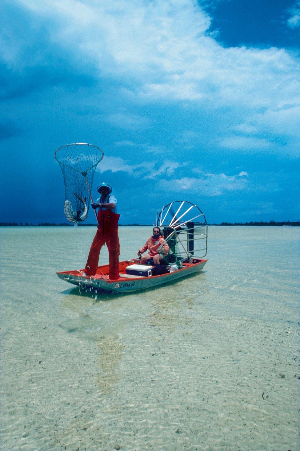 Catching juvenile lemon sharks with a net from an airboat<br />
Photo by Doug Perrine