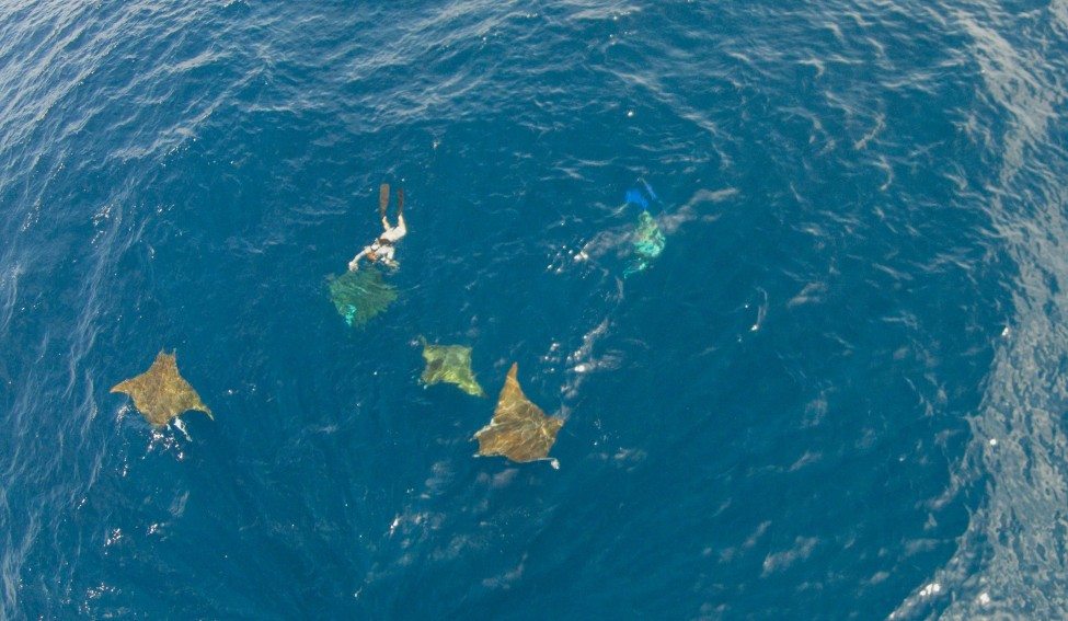 Mobula rays visit the archipelago seasonally and then leave again. Researchers are looking into how and why they use these islets.<br />
Photo by Ramon Bonfil