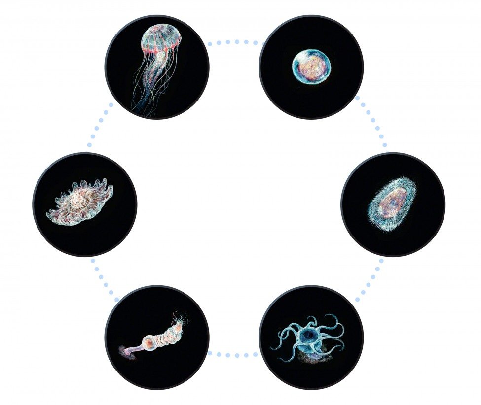 llustration by Rachel Koning<br />
www.rachelkoning.com