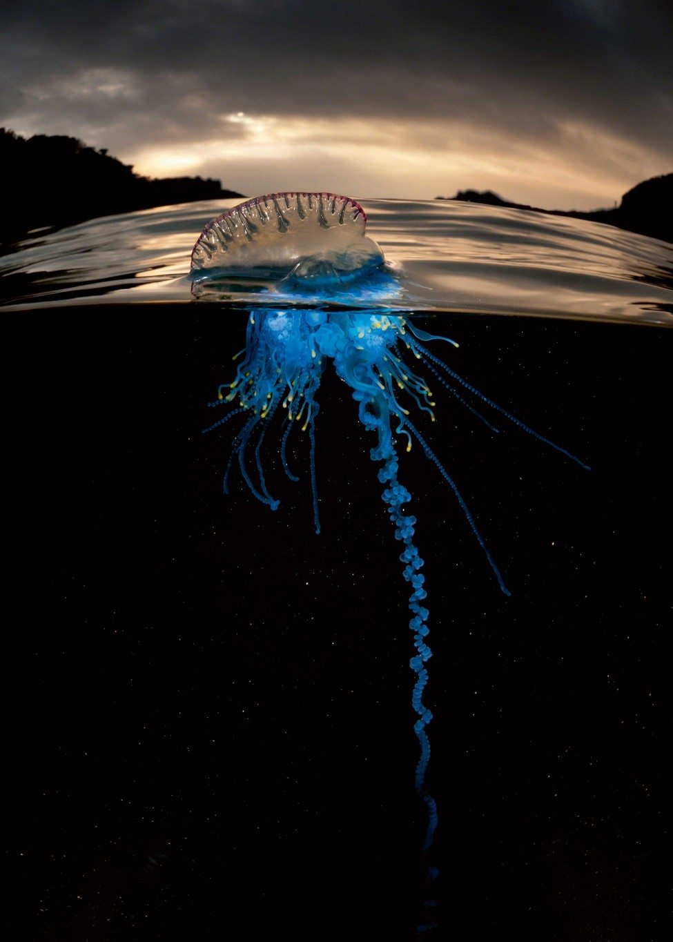 Beauty and the beast: the electric-blue coloration of the Portuguese man o’ war Physalia physalis is a natural warning. When armadas of these strange jellyfish blow towards shore, run! It is estimated that they sting more than a million people a year, sometimes fatally.<br />
Photo by Matty Smith