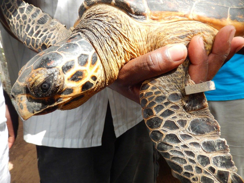 Photo by Casper van de Geer | Project Manager at the Local Ocean Trust - Watamu Turtle Watch, Watamu, Kenya