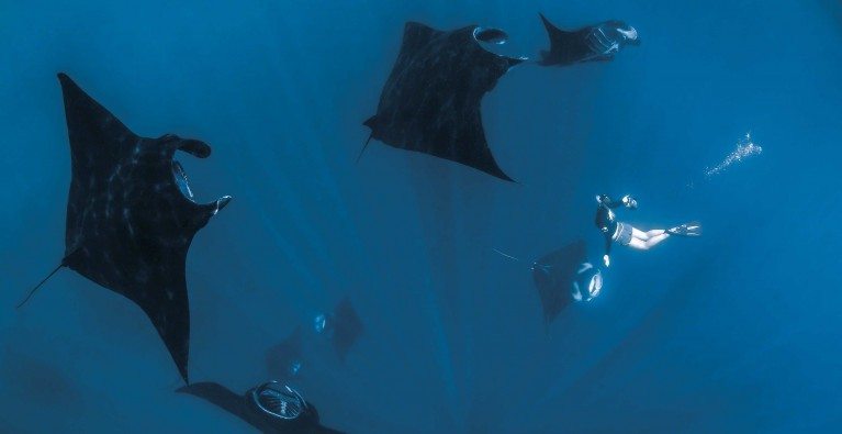 Conserving mantas with compassion and inspiration