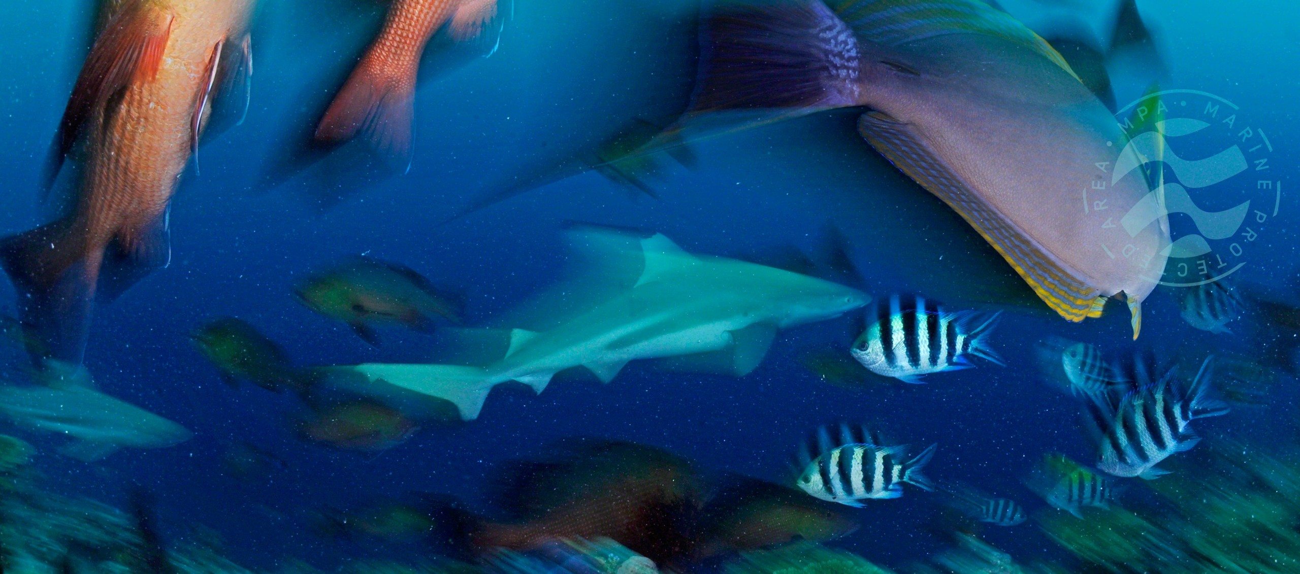 Marine Protected Area Infographic - Save Our Seas Magazine