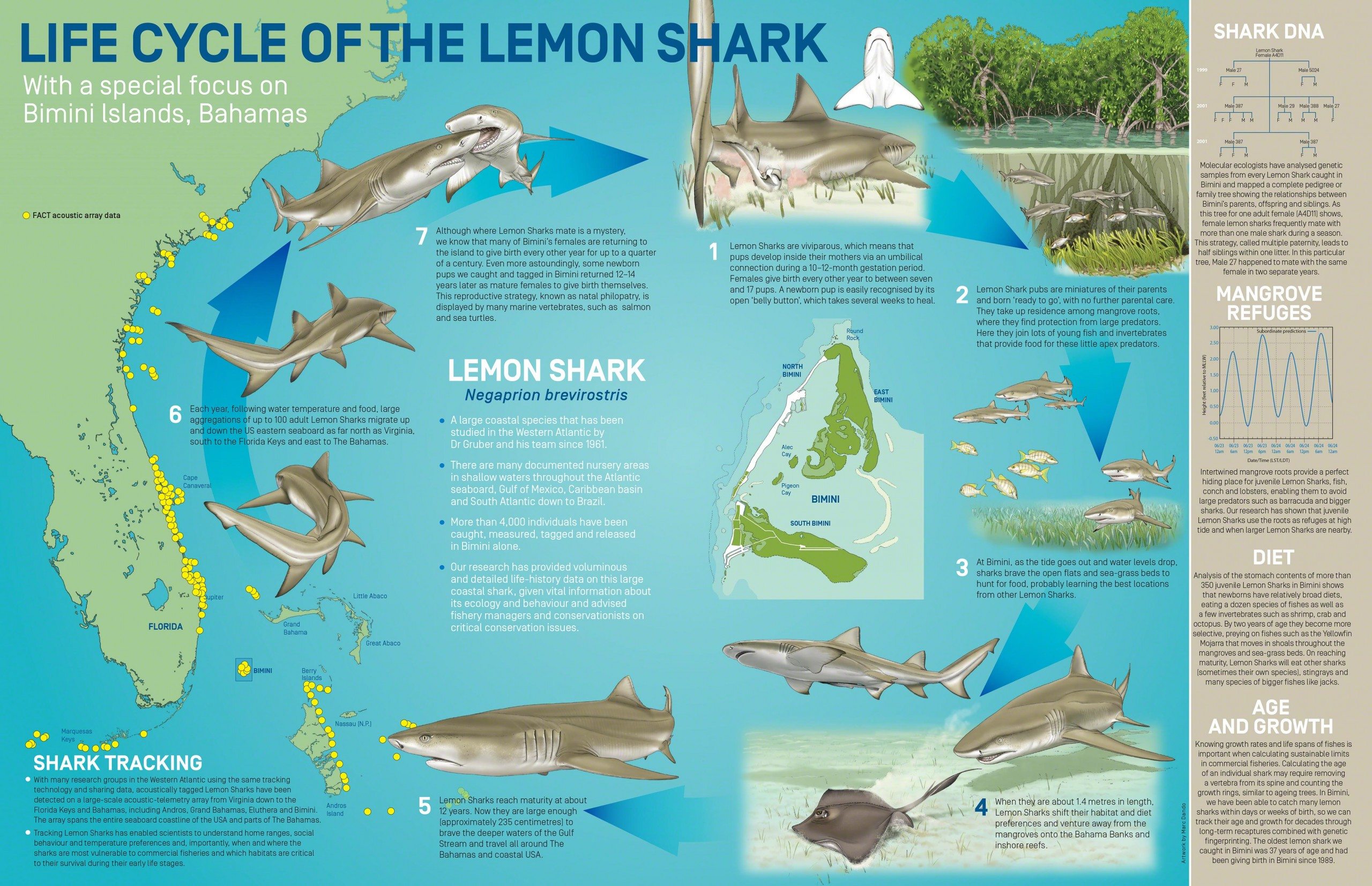 Lemon Sharks are how old? Save Our Seas Magazine