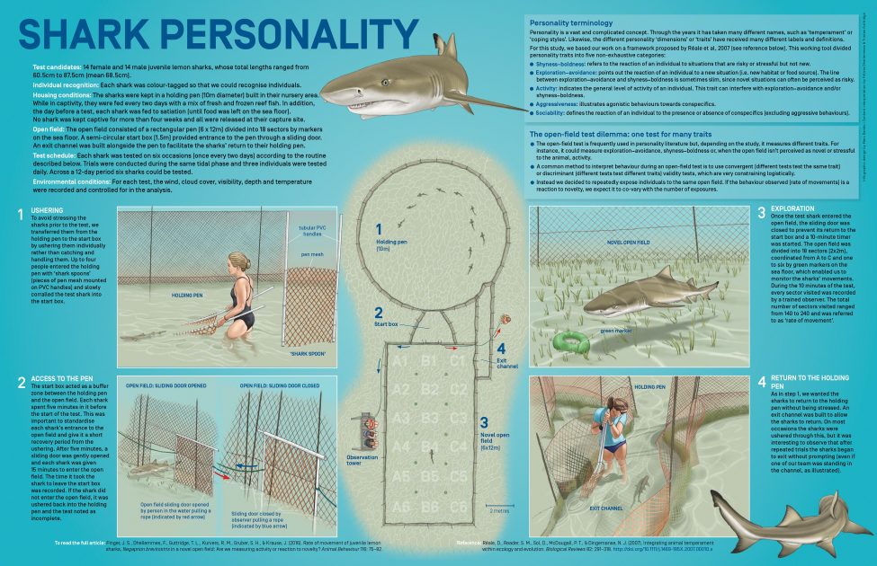 Shark Personality<br />
With a special focus on Bimini lslands, Bahamas<br />
Infographic design by Marc Dando | Content interpretation by Félicie Dhellemmes & Tristan Guttridge | © Save Our Seas Foundation Copyright 2016