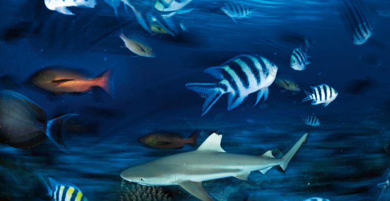 Are sharks safer in sanctuaries?