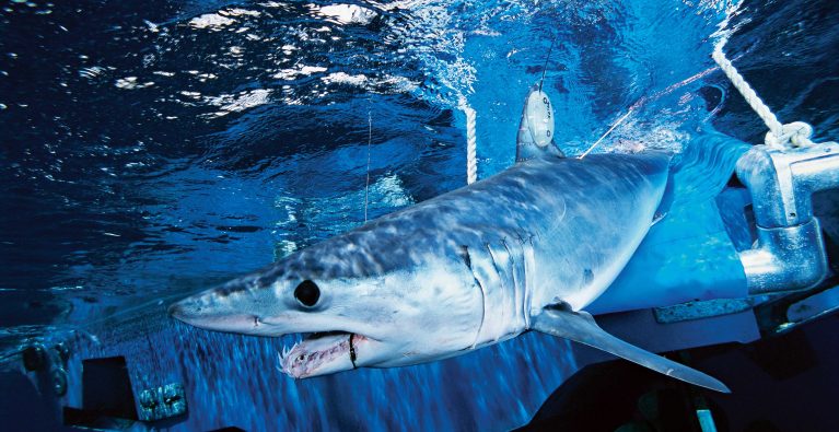 Shortfin Mako Sharks in big trouble