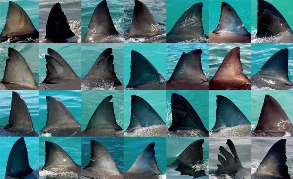 Michael’s finprinting technique allowed his team at the White Shark Trust to identify more than 1,500 dif­ferent white sharks from 1997 to 2007, including the legendary Nicole.<br />
Photos by Michael Scholl