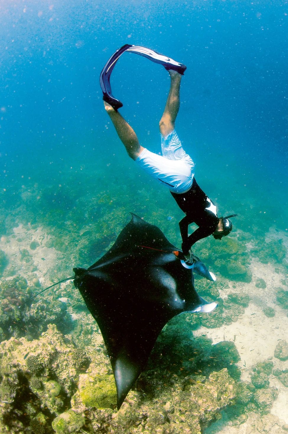 A researcher swims down to attach a Crittercam to a reef manta in the Raa Atoll, Maldives. The insights delivered by these cameras into how mantas lead their lives help to guide better policy and protection measures for these animals.<br />
Photo by Guy Stevens | Manta Trust