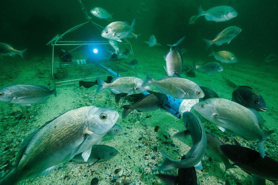 A baited underwater video system enables scientists to gather accurate information about the diversity, abundance and distribution of the reef fishes in False Bay. By using stereo cameras they can estimate the size and age of the fish drawn to the bait.