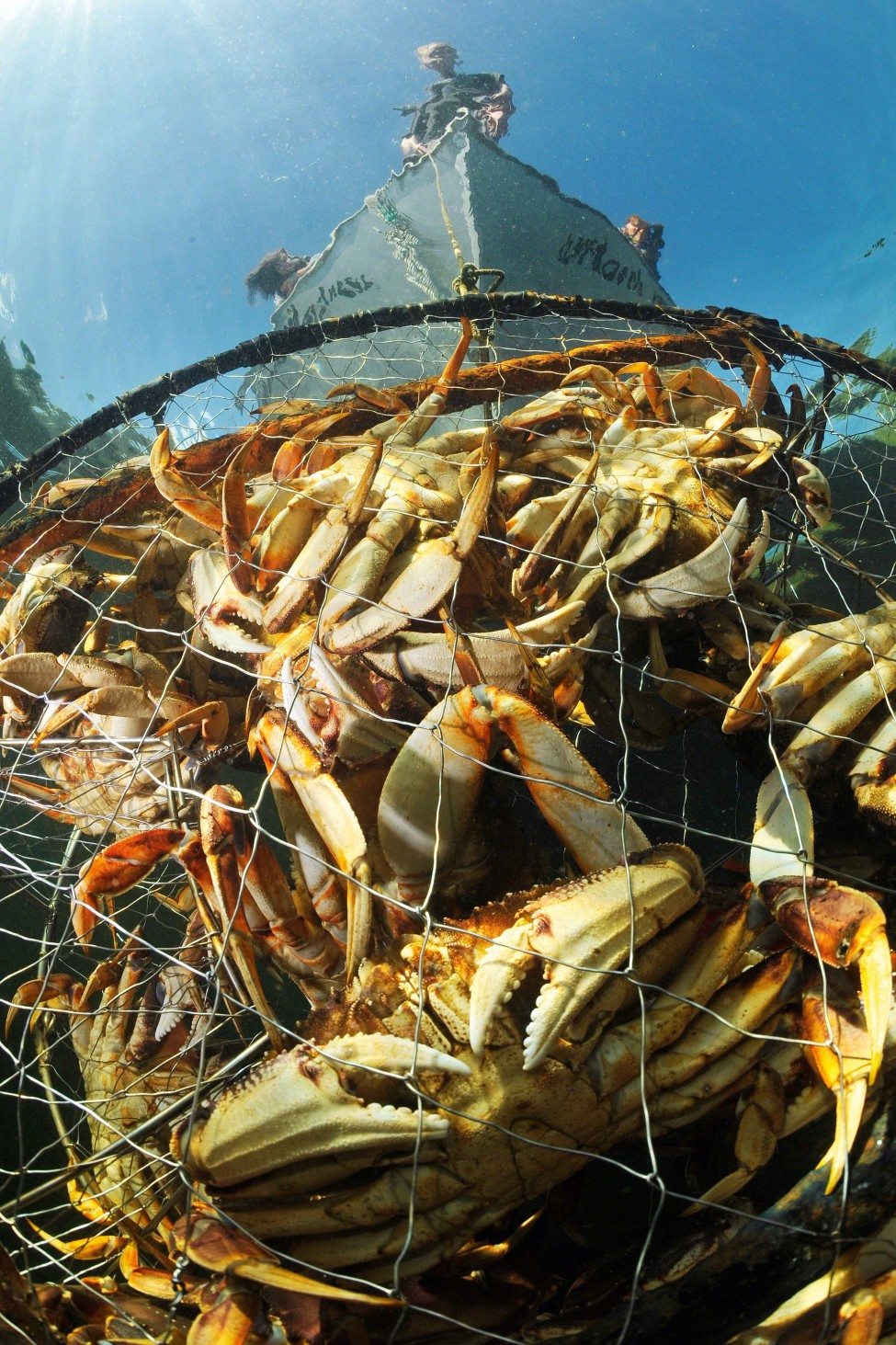 Considered to be the world’s most delicious crustacean, the Dungeness crab is an important food source for the Gitga’at First Nation. Schoolteacher and Hartley Bay councillor Cameron Hill pulls up one of his traps filled with crabs.