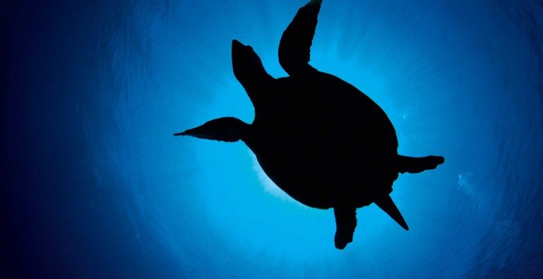 Juvenile turtle breaks long-distance world record