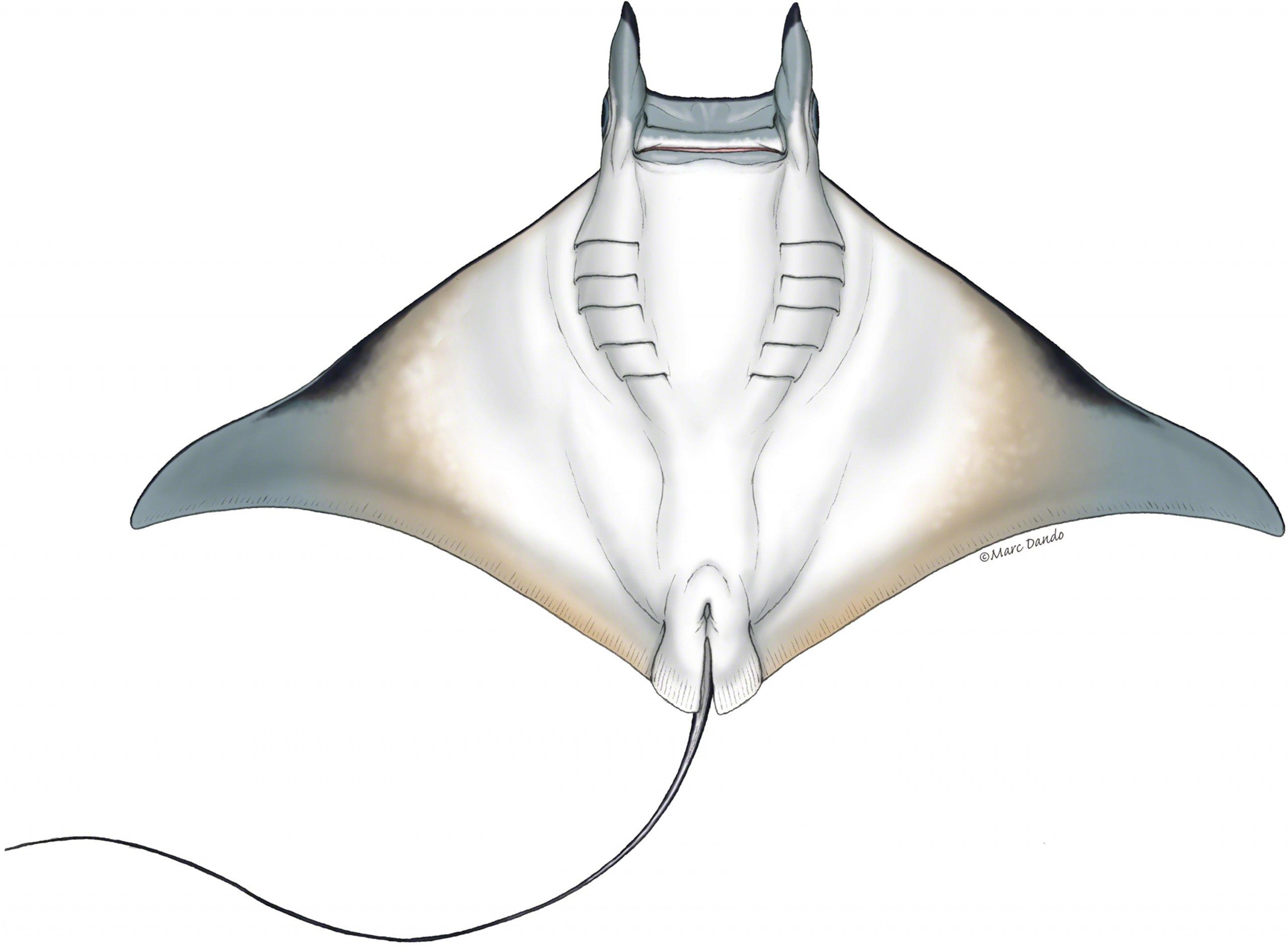 What it takes to protect rays | Save Our Seas Magazine atlantic devil ray diagram 