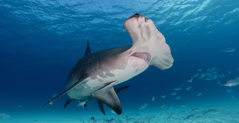 Migratory Sharks benefit from safe spaces