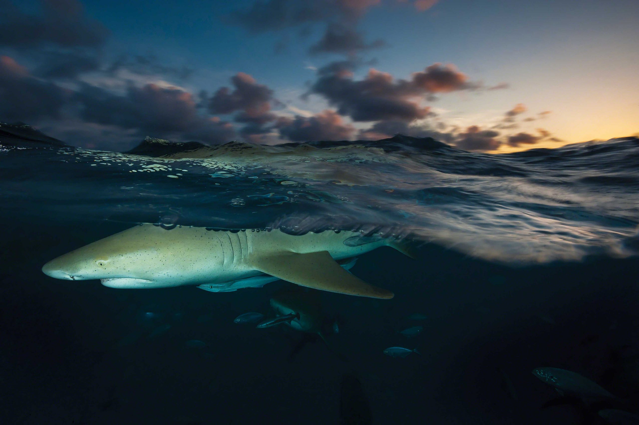 Exploring Personality in Sharks - Save Our Seas Magazine