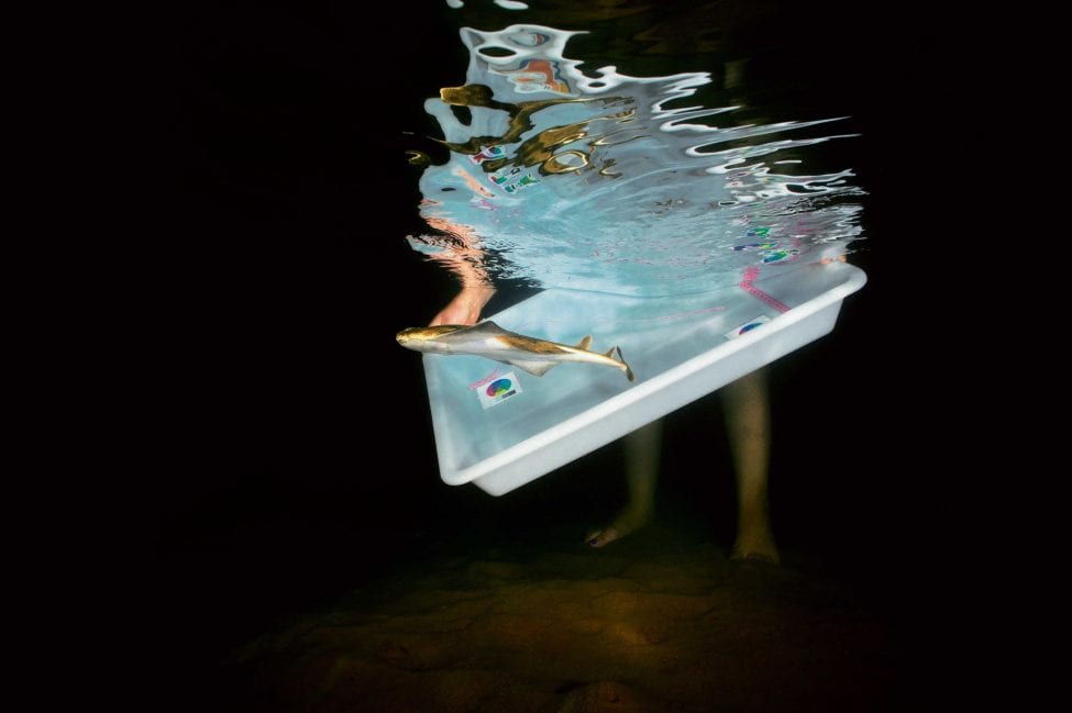 Catching young sharks to measure, weigh and tag allows scientists to track how these animals are using potential nursery areas.<br />
Photo by Michael J. Sealey