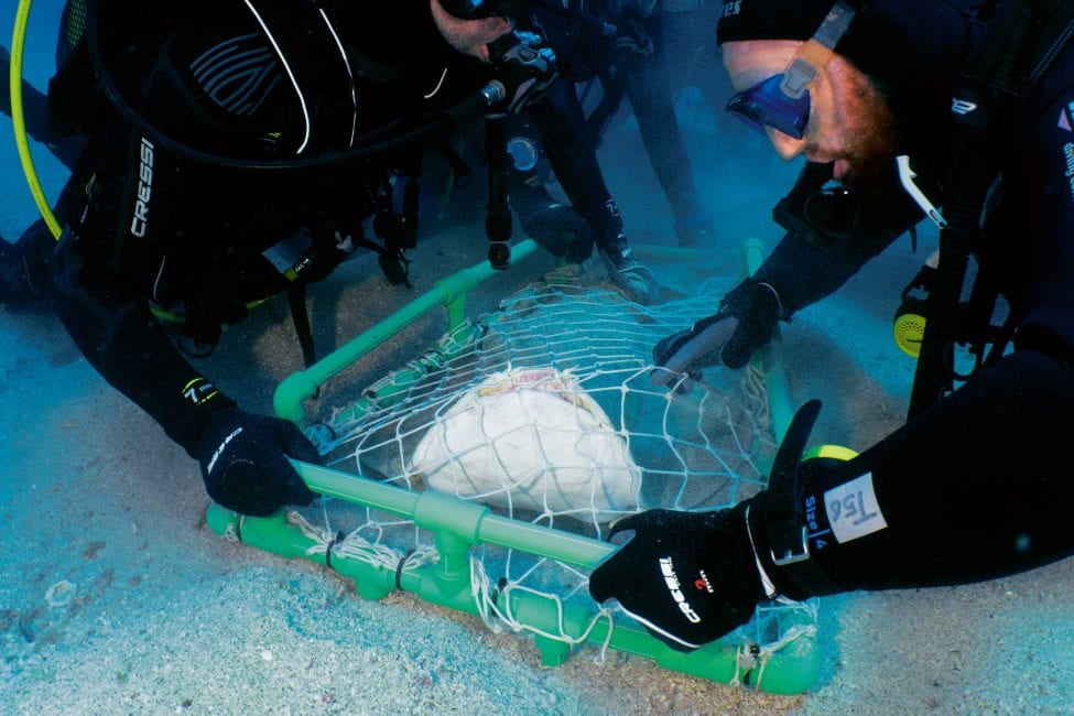 There is still so much to learn about how these sharks live their lives and where they're found, so that sound science informs the conservation measures that are better tailored to conserve them.<br />
Photo by Michael J. Sealey